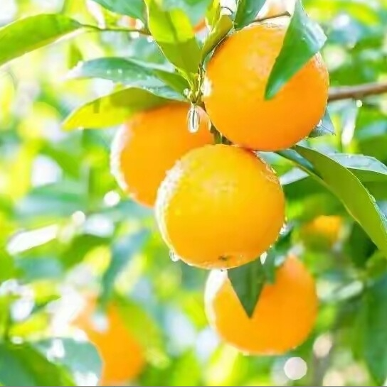 钰戴
